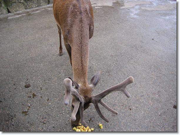 Diapositiva siguiente